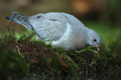 Stock Dove