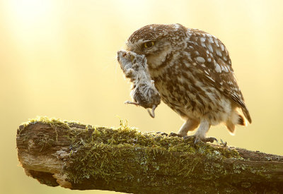 Little Owl