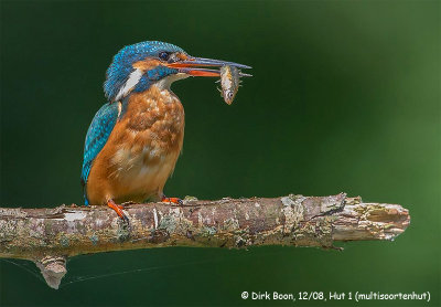 IJsvogel  Dirk Boon