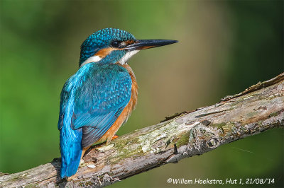 IJsvogel Willem Hoekstra