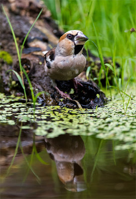 Appelvink Daniel Vanden Broeck