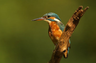 Kingfisher