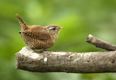 Hut 7: vogels van rietland en struweel