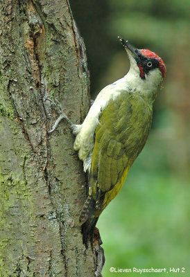 Groene Specht - Lieven Ruysschaert