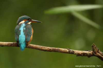 IJsvogel