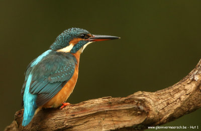 IJsvogel