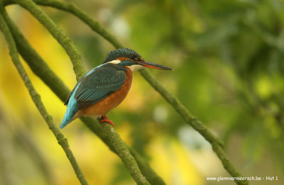 IJsvogel