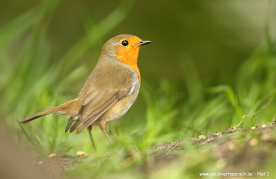Roodborst
