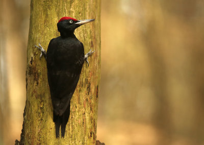 Black Woodpecker