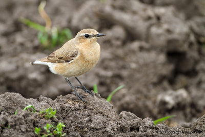 Northern Wheatear - Tapuit 