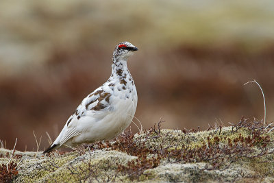 Rock Ptarmigan - Alpensneeuwhoen