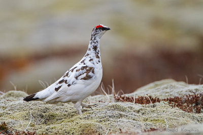 Rock Ptarmigan - Alpensneeuwhoen