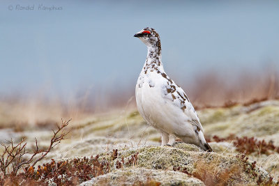 Rock Ptarmigan - Alpensneeuwhoen