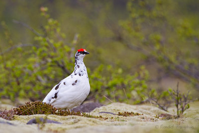 Rock Ptarmigan - Alpensneeuwhoen