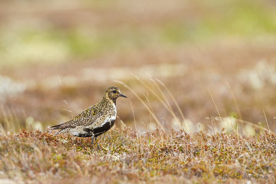 Golden Plover - Goudplevier