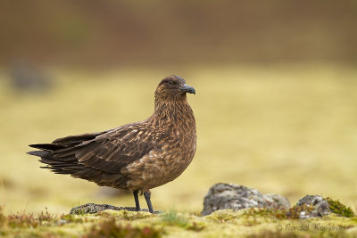 Great Skua - Grote jager 