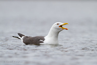 Lesser Black-backed Gull - Kleine mantelmeeuw 