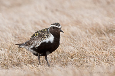 Golden Plover - Goudplevier
