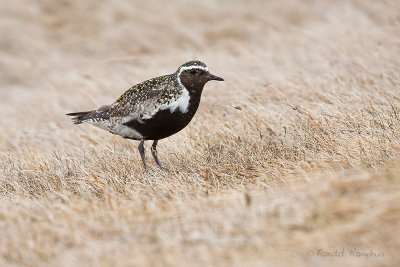 Golden Plover - Goudplevier