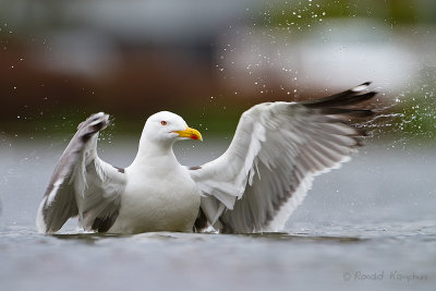 Lesser Black-backed Gull - Kleine mantelmeeuw 