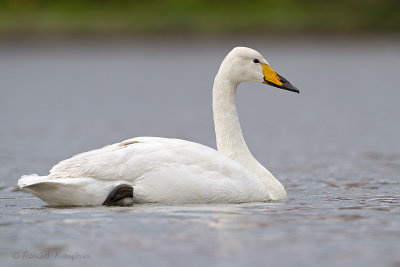 Whooper Swan - Wilde zwaan