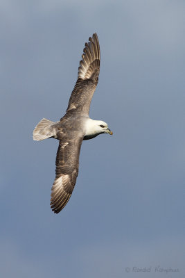 Fulmar - Noordse stormvogel
