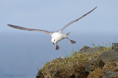 Fulmar - Noordse stormvogel