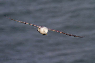Fulmar - Noordse stormvogel