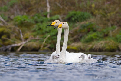 Whooper Swan - Wilde zwaan