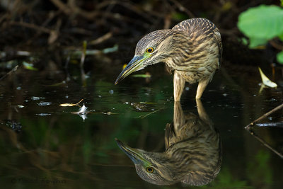 Black-Crowned Night-Heron - Kwak