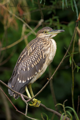 Black-Crowned Night-Heron - Kwak