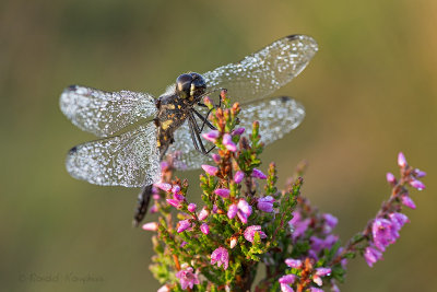 Black Darter - Zwarte heidelibel