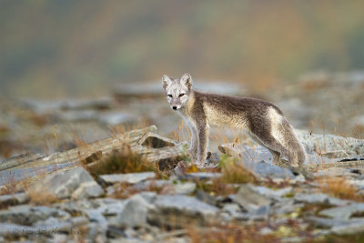 Arctic Fox - Poolvos 