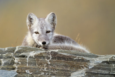 Arctic Fox - Poolvos 