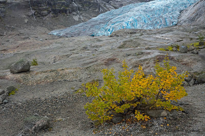 Nigardsbreen gletsjer 