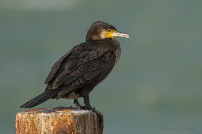 Cormorants - Aalscholvers