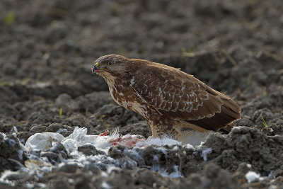 Buizerd - Buzzard