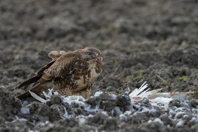Buizerd - Buzzard