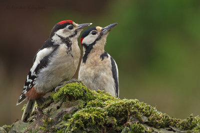 Grote bonte specht - Great Spotted Woodpecker