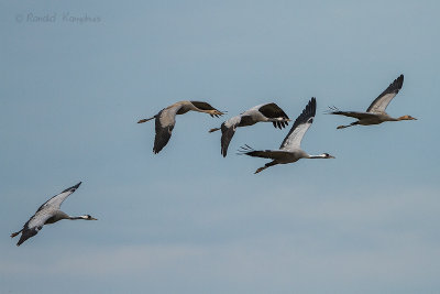 Kraanvogel - Common Crane