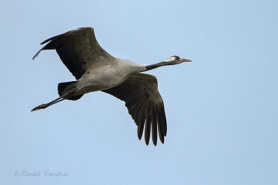 Kraanvogel - Common Crane