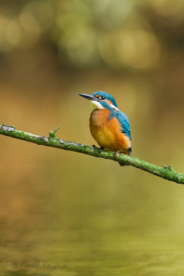 IJsvogel - Kingfisher