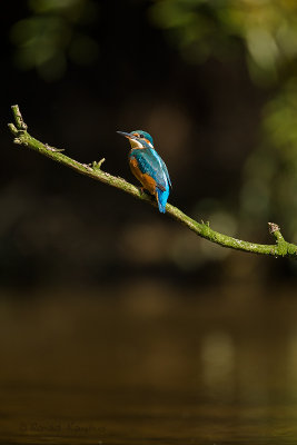 IJsvogel - Kingfisher