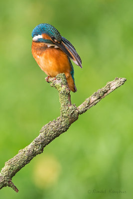 IJsvogel - Kingfisher