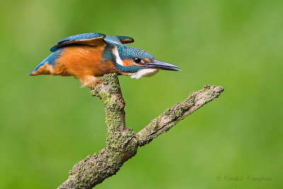 IJsvogel - Kingfisher