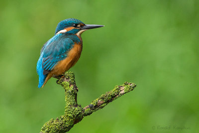 IJsvogel - Kingfisher