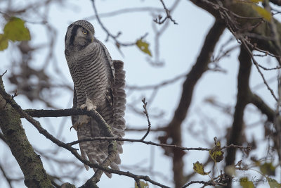 Northern Hawk Owl - Sperweruil