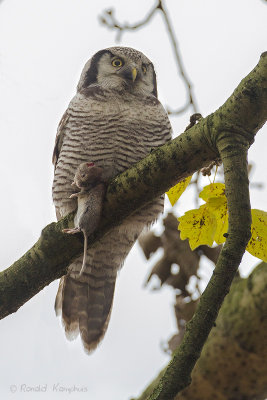 Northern Hawk Owl - Sperweruil