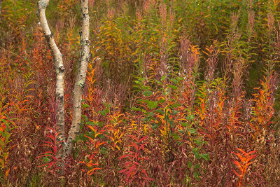 Autumn collors