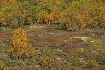 Dovrefjell 